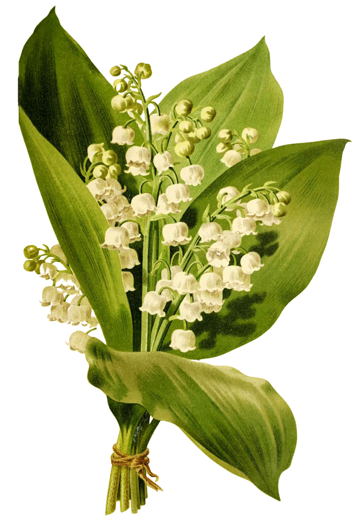 Pictures of lily of the valley