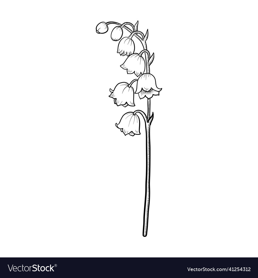 Drawing flower of lily valley royalty free vector image