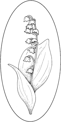 Lily of the valley coloring page supercoloring pattern coloring pages coloring pages flower drawing