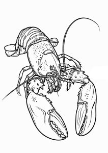 Pretty drawing of a lobster to color