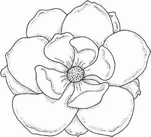 Image gallery magnolia outline flower drawing flower coloring pages floral drawing