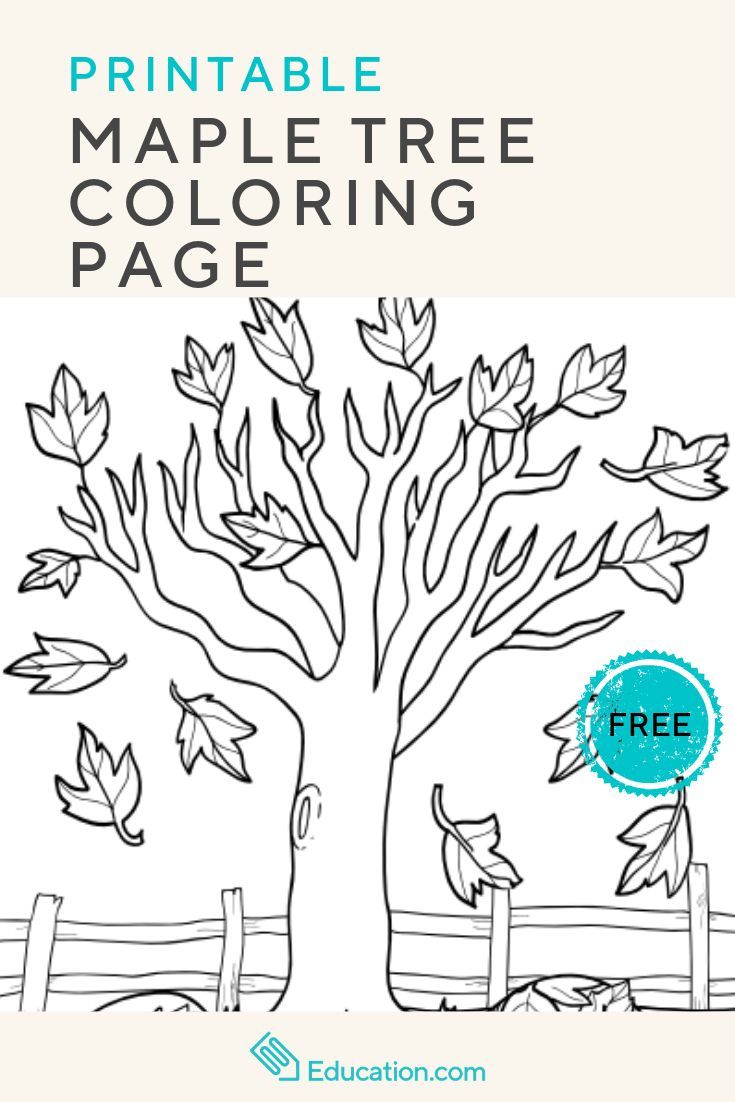 Maple tree worksheet education tree coloring page coloring pages education
