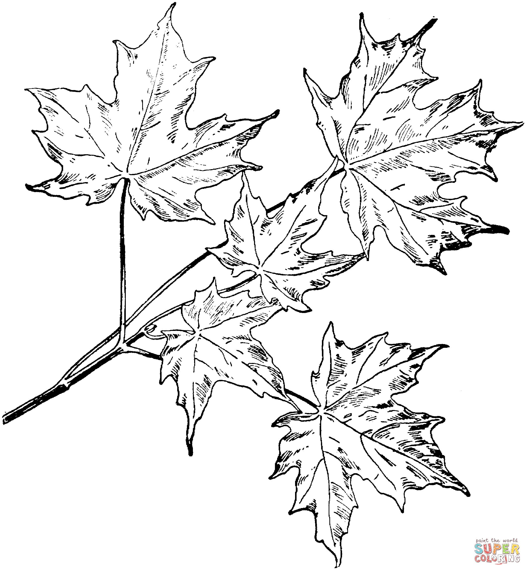 Sugar maple branchlet leaf coloring page maple leaf drawing maple tree tattoos