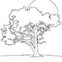 Maple tree coloring pages