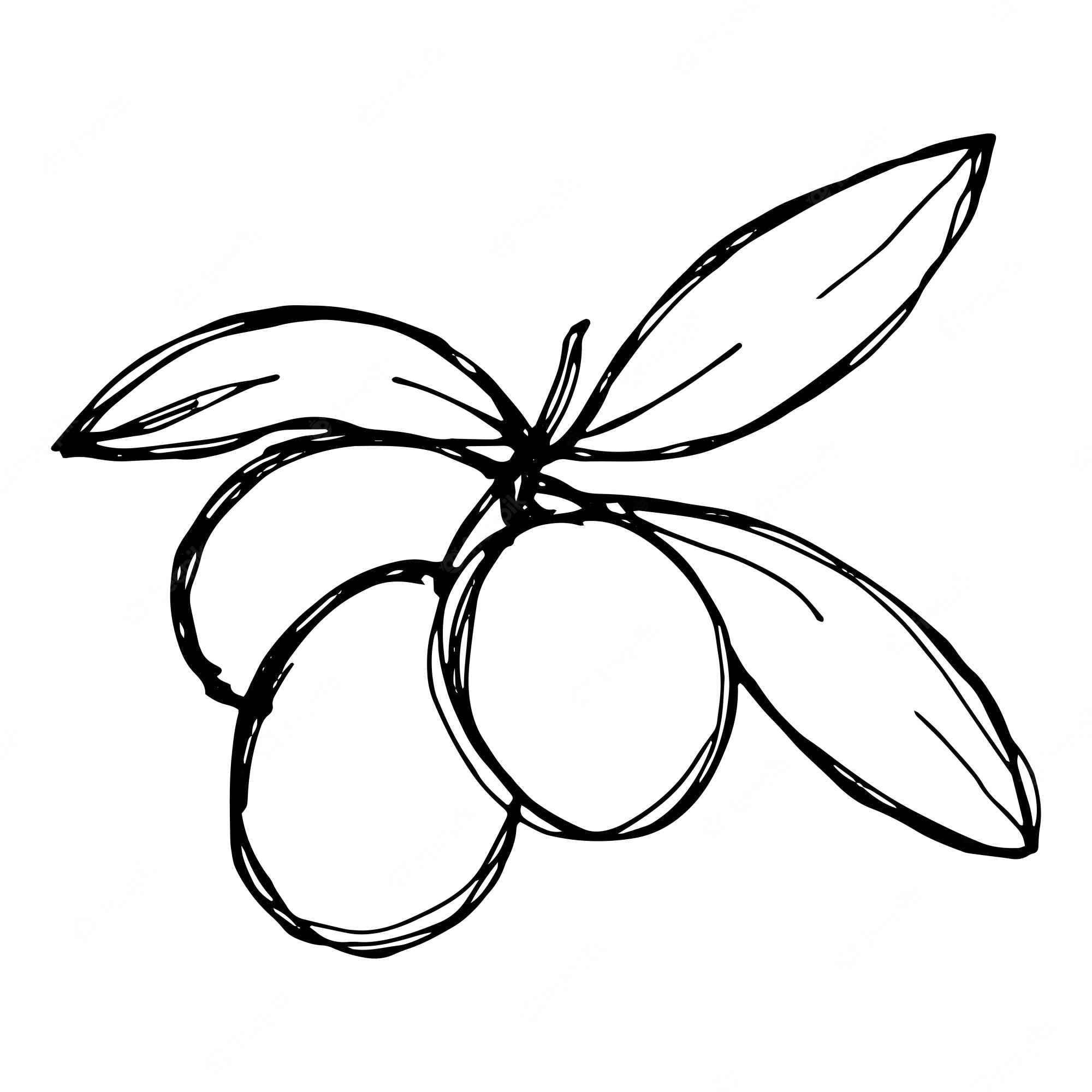 Olives coloring pages