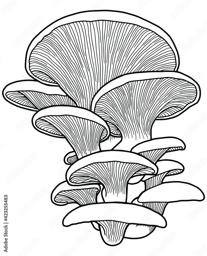 Hand drawing oyster mushrooms edible mushrooms isolated on white background black outline coloring page vector