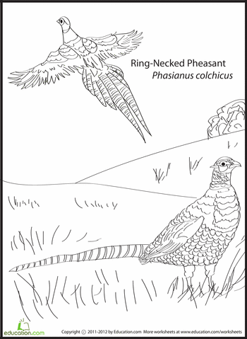 Pheasants coloring page bird coloring pages coloring pages owl coloring pages