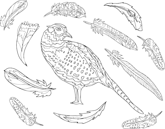 Premium vector pheasant bird feathers partridge graphic illustration hand drawn coloring book for children