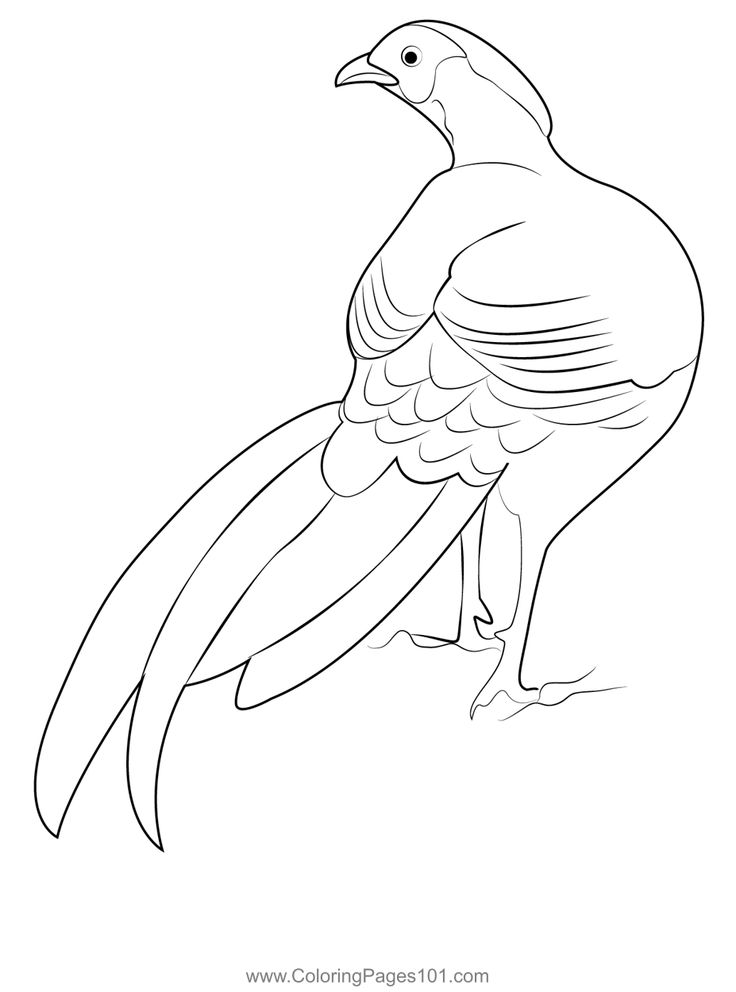 Colorful ring necked pheasant coloring page animal coloring pages coloring pages pheasant