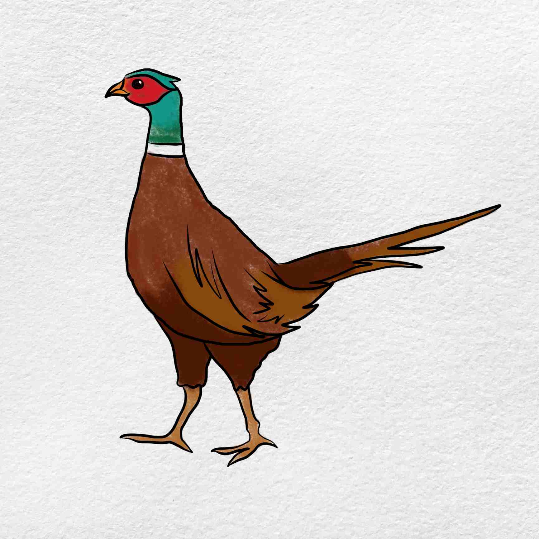 How to draw a pheasant