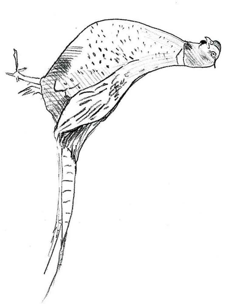 Pheasant coloring pages