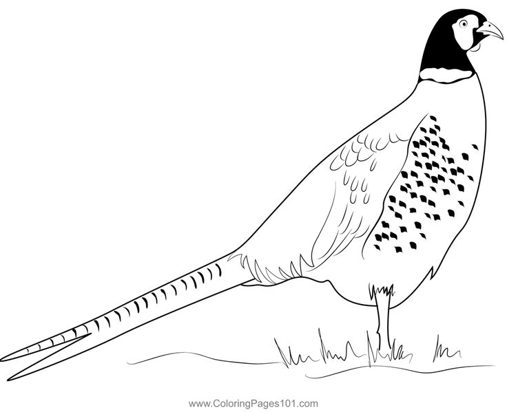 Beautiful ring necked pheasant coloring page ring necked pheasant coloring pages beautiful rings