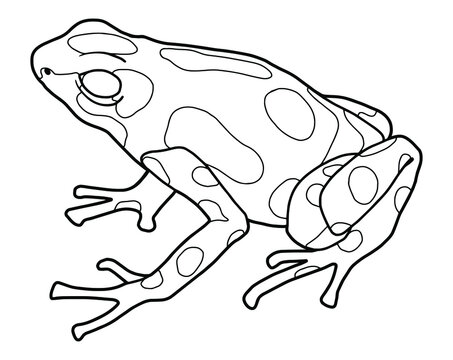 Poison dart frogs images â browse photos vectors and video