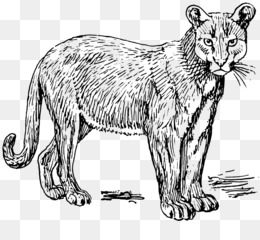 Puma coloring pages png