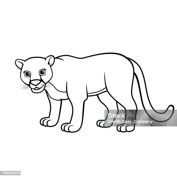 Vector illustration of puma isolated on white background for kids coloring book stock illustration