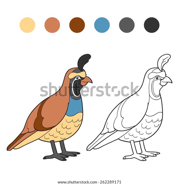 Coloring book quail bird stock vector royalty free
