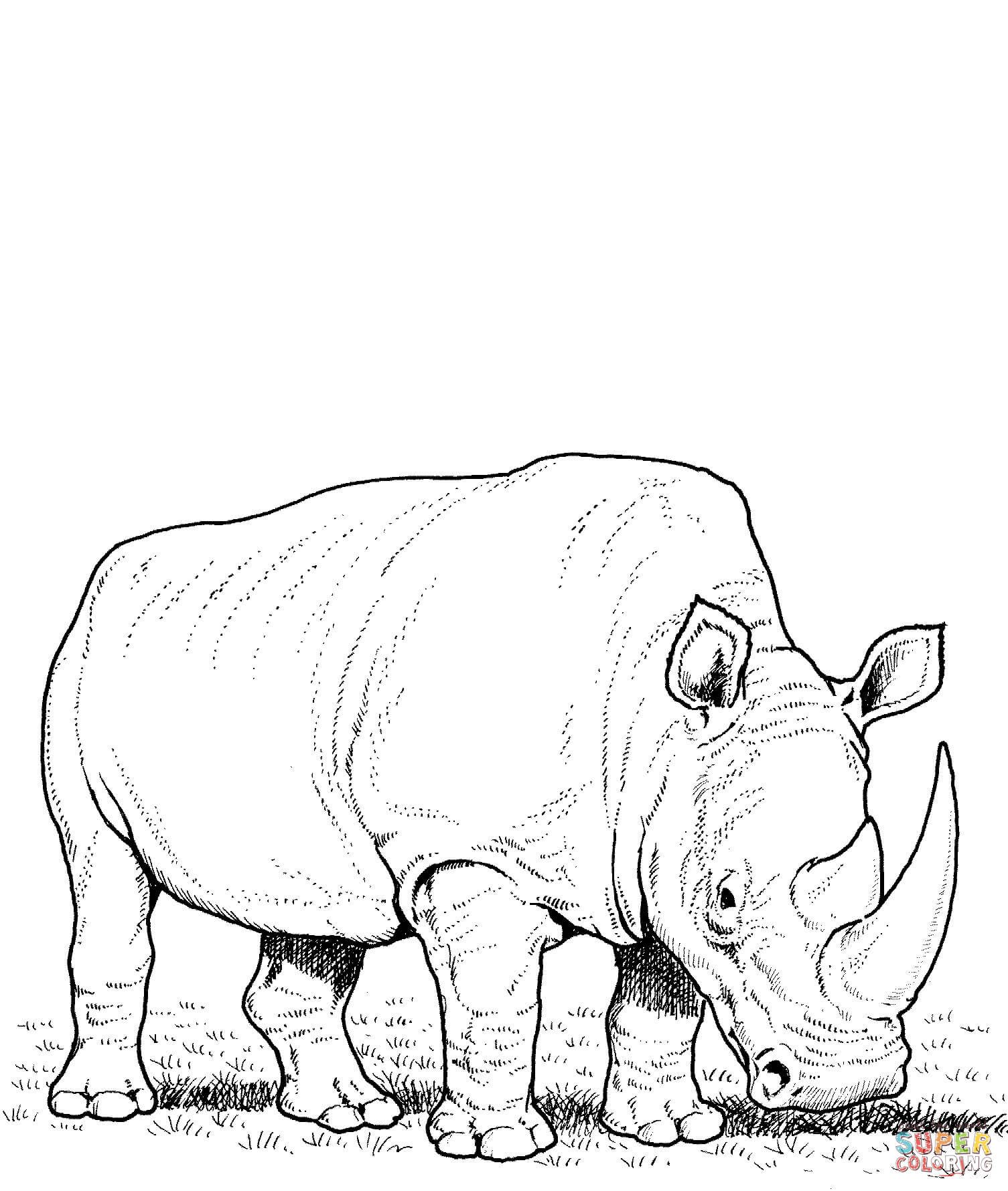 Image result for colorbook rhino prints rhino art animal drawings coloring pages