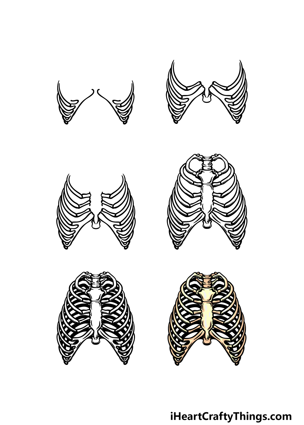 Rib cage drawing