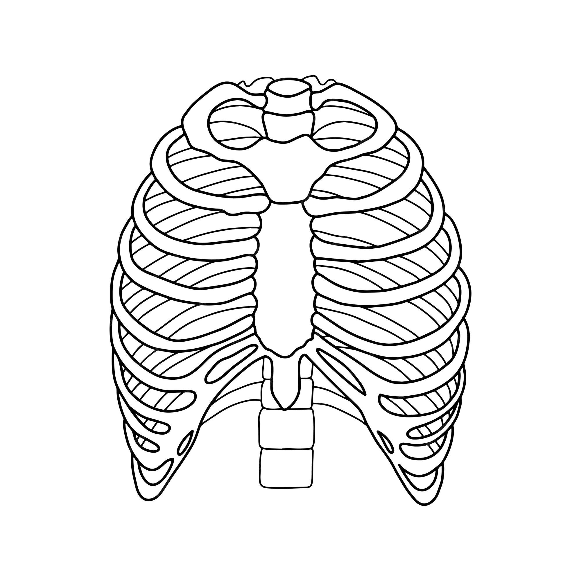Premium vector human ribs illustration from vector about science and medical vector stock illustration