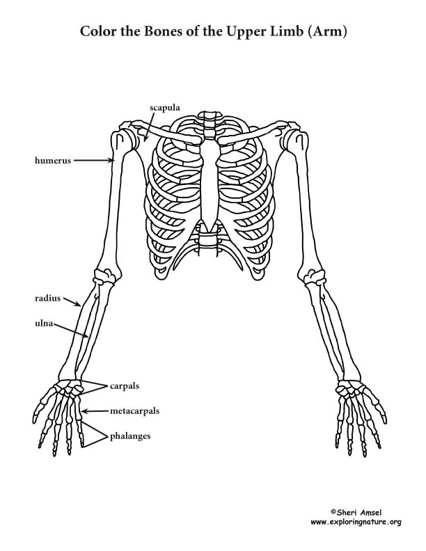 Upper limb of the skeleton coloring page