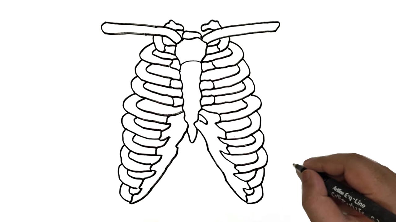 How to draw human rib cage human rib cage line drawing