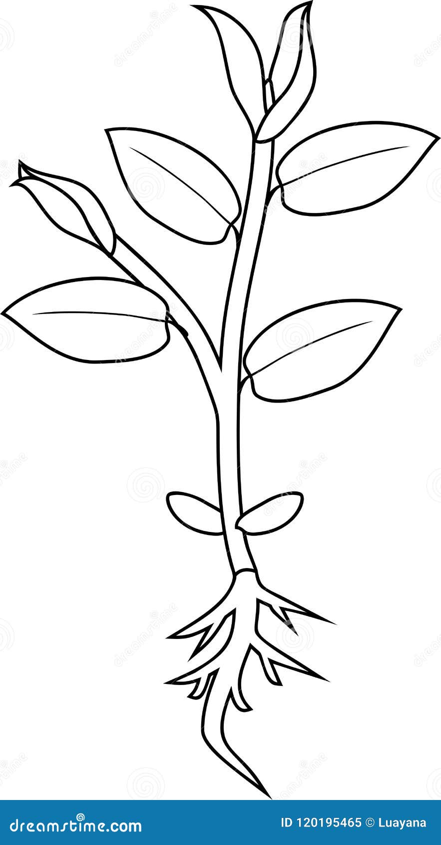 Coloring page young plant with root and leaves stock vector