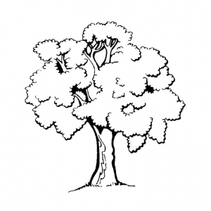 Tree and roots