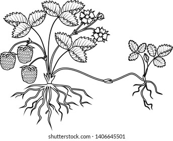 Coloring page strawberry plant roots flowers stock vector royalty free