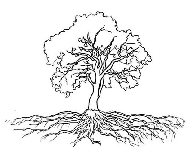 Oak tree massive roots coloring page color luna tree with roots drawing roots drawing tree drawing