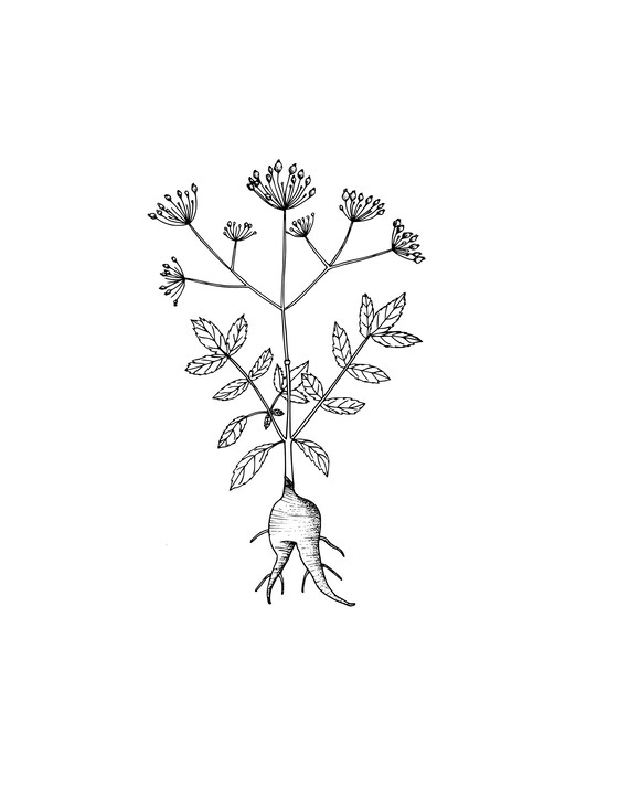 Botanical roots coloring page