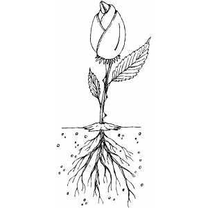 Flower with root coloring page