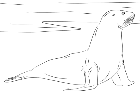 New zealand sea lion coloring page free printable coloring pages