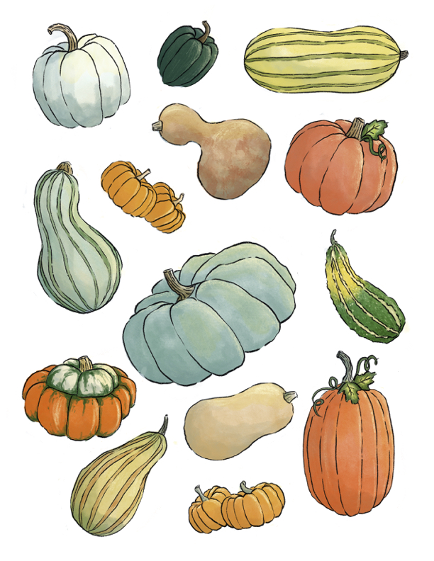 Free squash and pumpkin stickers or coloring page