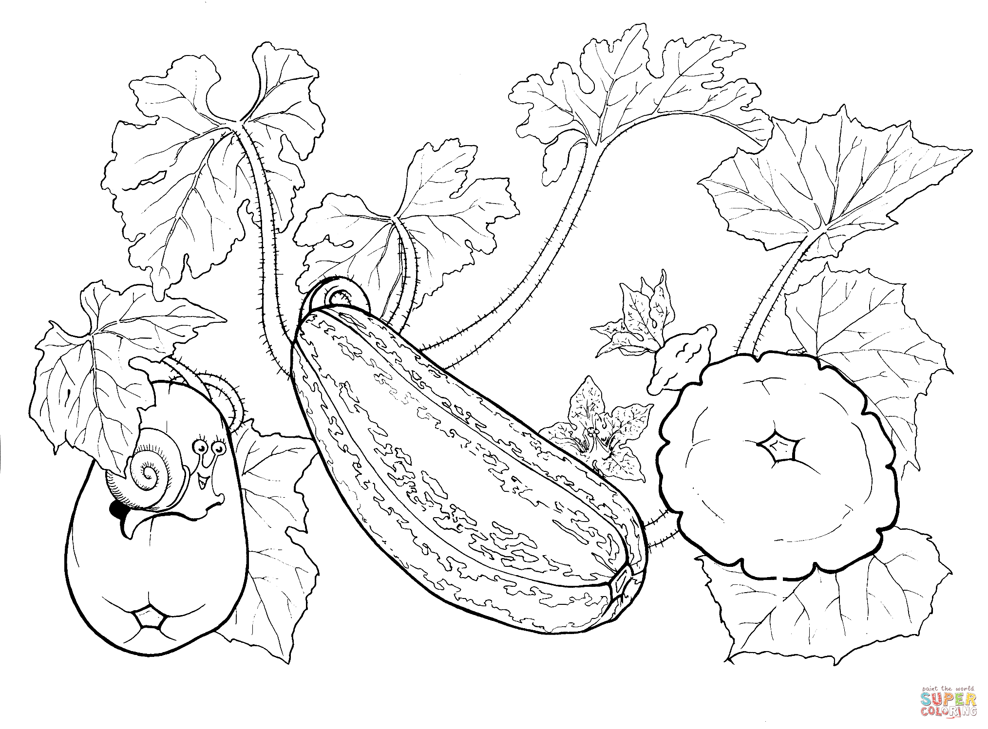 Squash coloring page free printable coloring pages