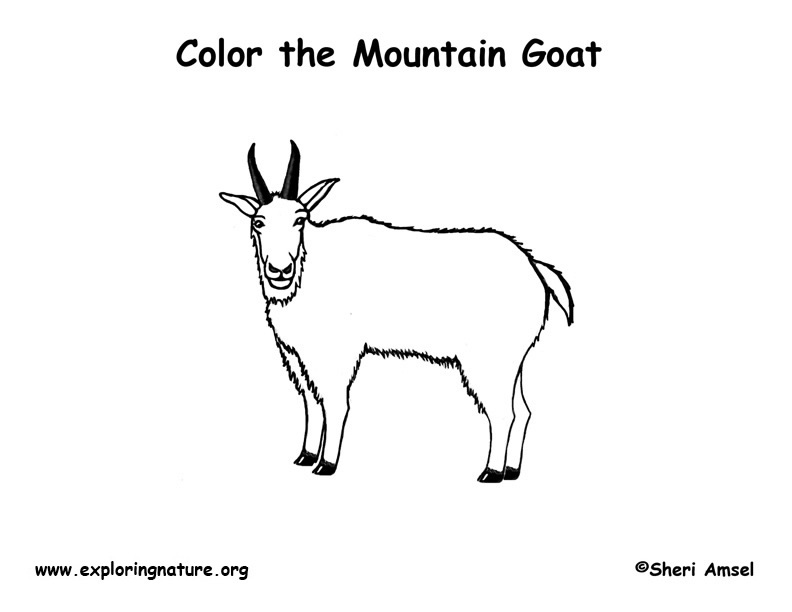Mountain goat coloring page