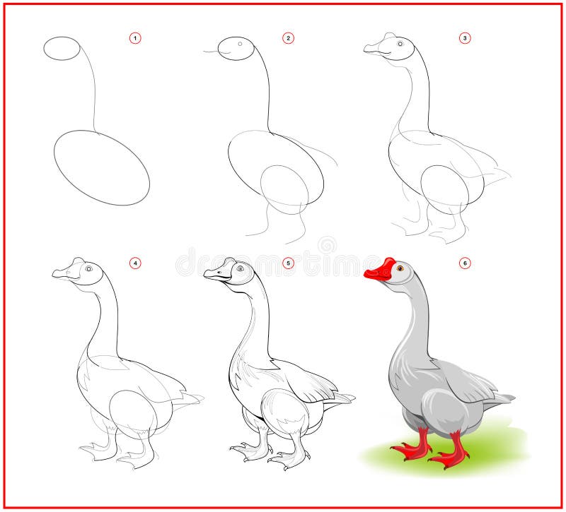 Page shows how to learn to draw step by step cute goose from farm developing children skills for drawing and coloring stock vector