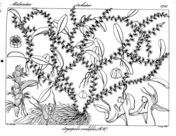 Hoya ovalifolia coloring page free printable coloring pages