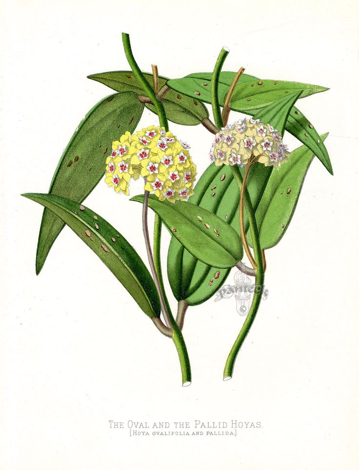 Oval and pallid hoyas hoya ovalifolia and pallida from vintage dãcor prints by paxton botanical prints botanical illustration vintage botanical drawings