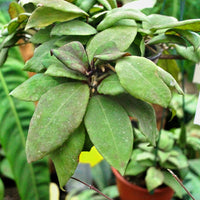 Hoya ovalifolia â steves leaves