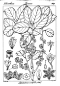 Hoya ovalifolia coloring page free printable coloring pages