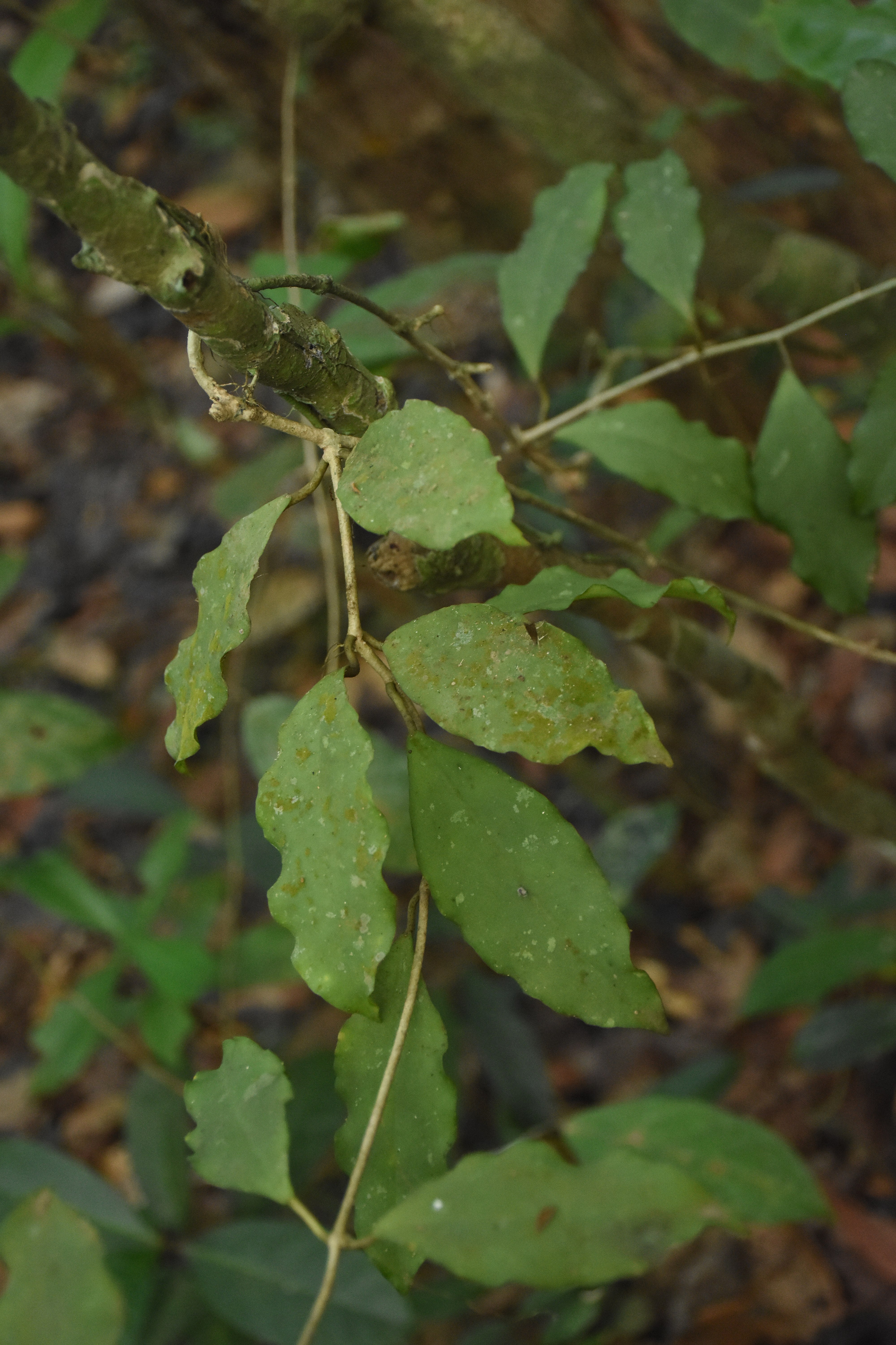 Filehoya ovalifoliajpg