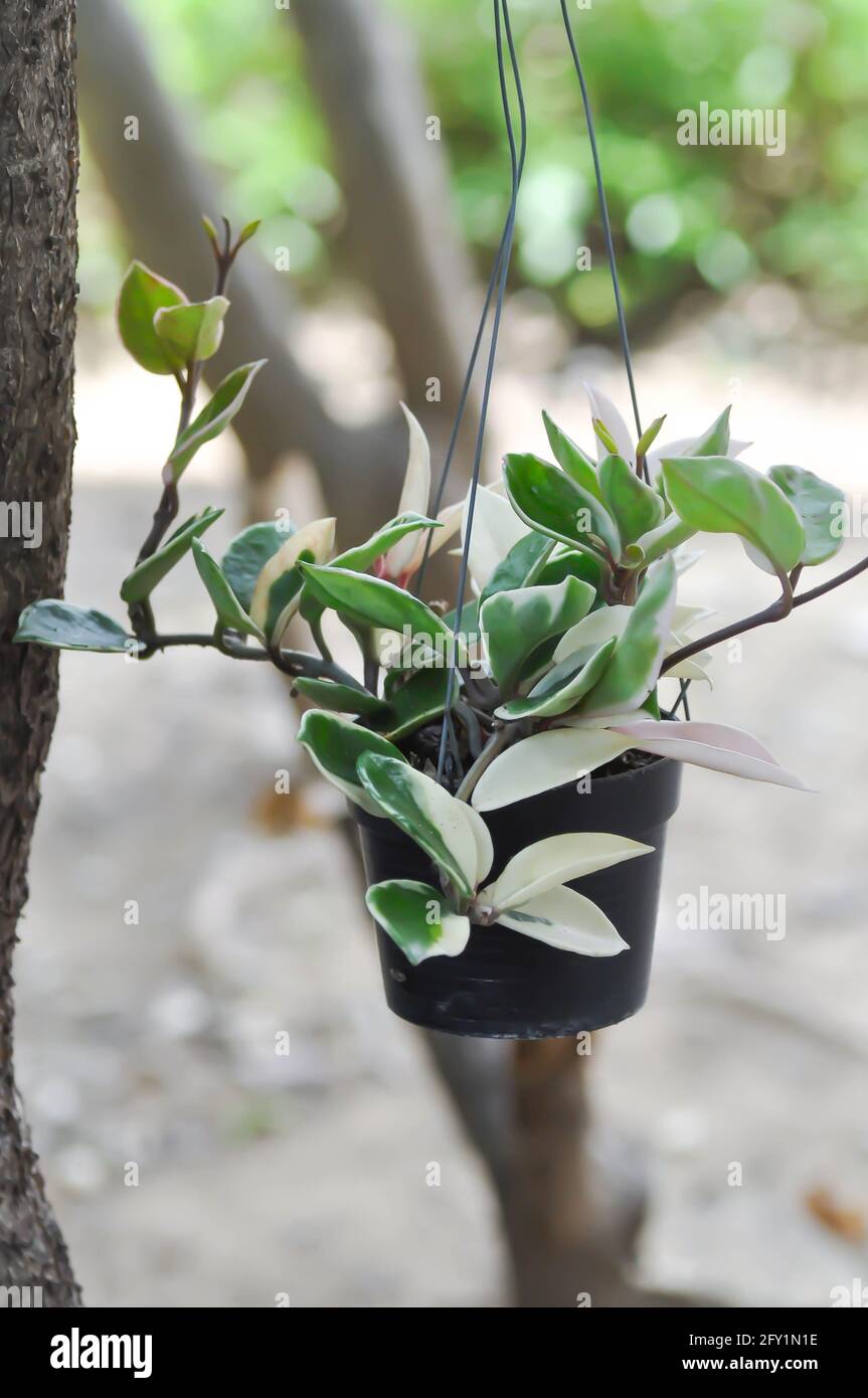 Hoya ovalifolia hi