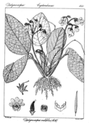 Hoya ovalifolia coloring page free printable coloring pages