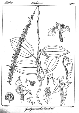 Goodyera ovalifolia coloring page free printable coloring pages