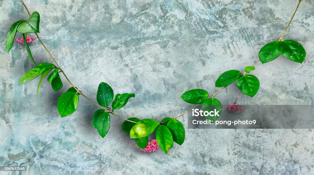 Old concrete wall texture and hoya ovalifolia tree for decoration background or backdrop stock photo