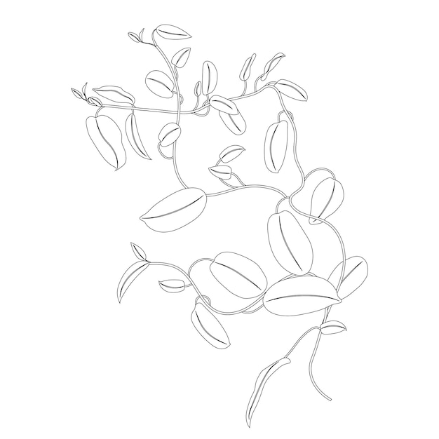 Premium vector coloring liana climbing tropical plant contour drawing hoya flower