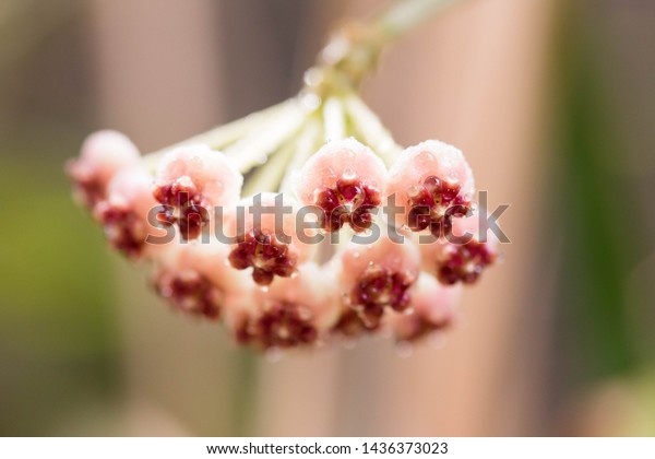 Pink hoya ovalifolia close stock photo