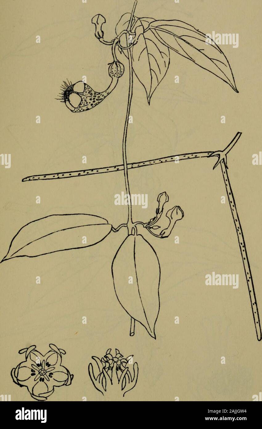 Hoya ovalifolia hi