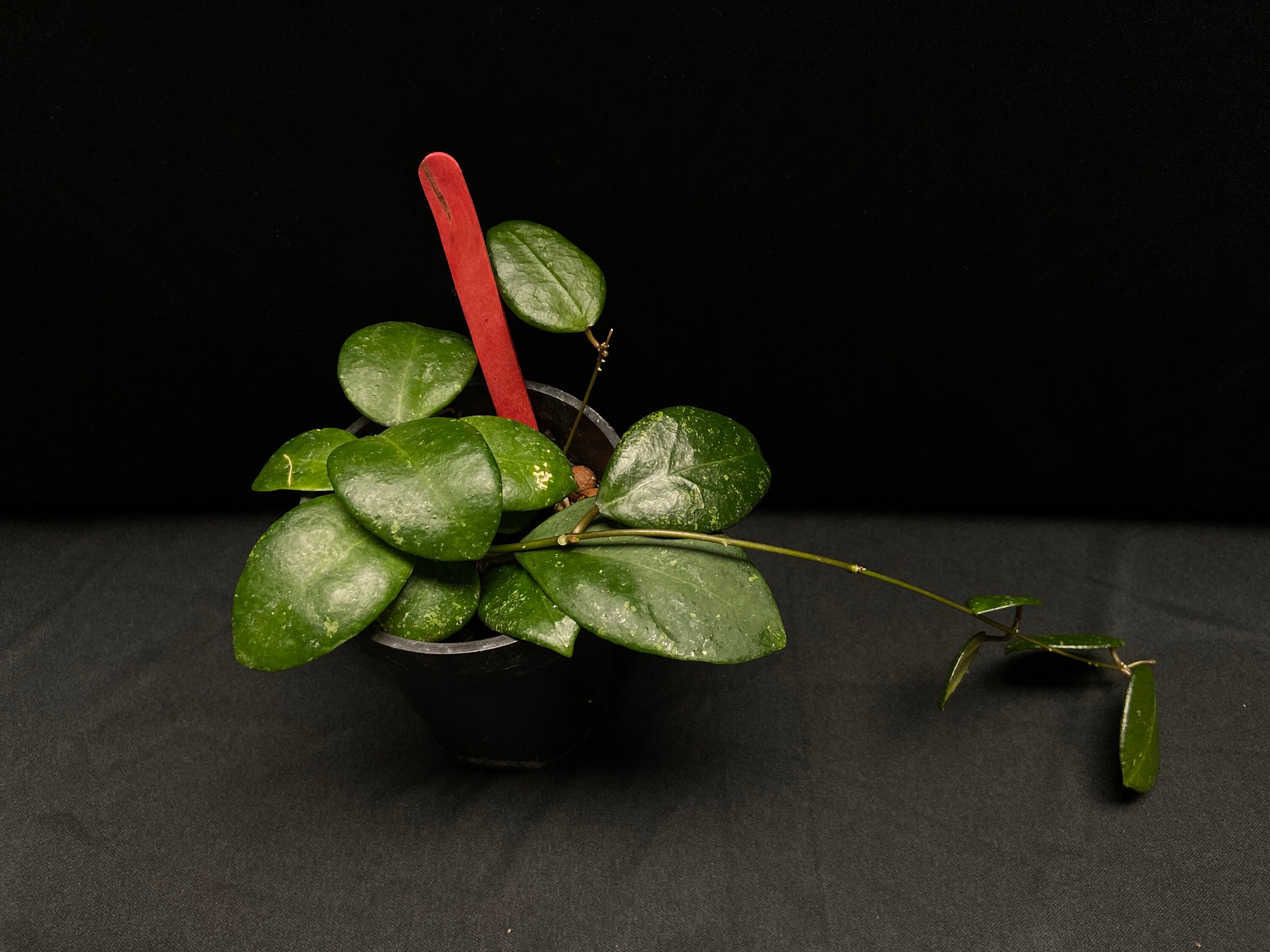 Hoya ovalifolia lightly splash leaves rooted actual