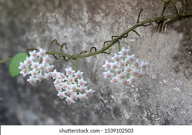 Hoya blooming on white wall photos and images